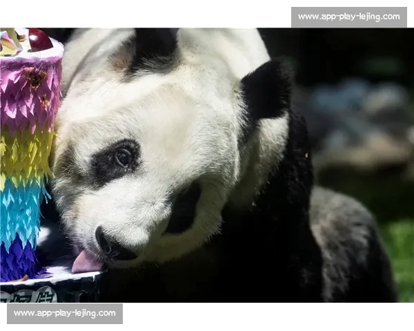 墨西哥为 35 岁大熊猫 “欣欣” 庆生 海外最长寿 “友谊大使” 迎百岁华诞 墨西哥为 35 岁大熊猫 “欣欣” 庆生 海外最长寿 “友谊大使” 迎百岁华诞